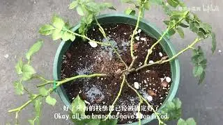 get到了一种近乎完美的月季拉枝技能，与大家共享Got a nearly perfect rose branch pulling skill and shared it with everyone