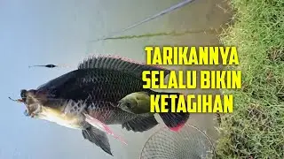SPOT TLOCOR TERLALU GACOR - PARKIRAN KE-2 | MANCING CEPRET SIDOARJO - TLOCOR | #1 