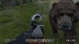 (DayZ) Adventures in Chernarus - The Bear Hunt