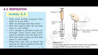 Class 10th science life process : respiration activity 6.4 ncert textbook