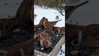 #music #relaxing #birdwatching #sparrow