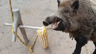 Armadilha pegar animais javali paca capivara tatu veado cutia cateto 
