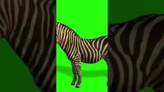 Myth Busted! #animalfacts #animals #pets #reels #youtubeshorts #youtubeshort