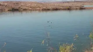 Watching the birds find the bait fish