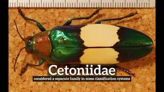 What is Cetoniidae? | How to Say Cetoniidae in English? | How Does Cetoniidae Look?