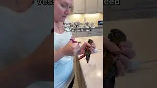How I trim my small bird&rsquo;s nails #birds #parrots #nails #animals #pets #rescue #conure