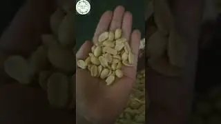 #Bikano #peanuts classic #salted #namkeen #roasted #shorts