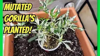 See What Happens When We Plant Mutated Clones!