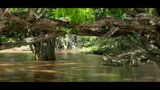 2. Plantation Bolivia Bonaire