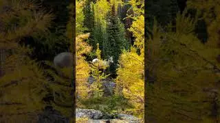 Larch Season Hiking Kananaskis