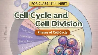 Interphase &ndash; The Preparation Phase | Class XI & NEET Biology | NCERT notes✏️