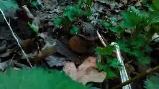 John Cage - Totem Ancestor, Kronos Quartet feat. Striped field mouse