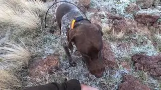 My favorite shot with Remi so far. Absolutely gorgeous! 4th Chukar of the day