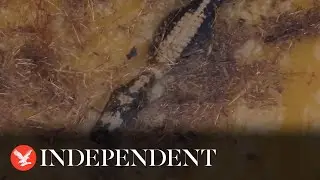 Huge hissing alligator found hiding in pond by Georgia police in training exercise