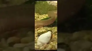 Anguila. Synbranchus marmoratus