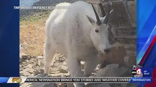 Mountain Goat pushes dog of cliff on Mt. Timpanogos