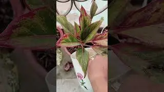Homemade liquid fertilizer for plants #gardening #terracegardenindia #plantfertilizer #gardencare