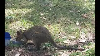 Swamp Wallaby eating 😊❤️