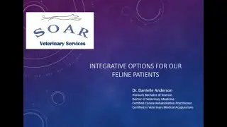 VET Integrative Medicine for Your Feline Patients (by Dr. Danielle Anderson, CuraCore VET faculty)