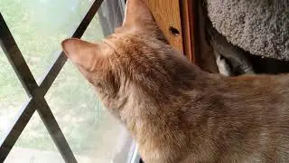 Fawn Watching with Naboo