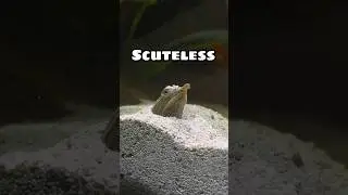 моя голодная мягкотелая черепаха