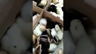 unboxing doc ayam kampung
