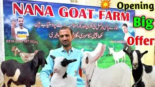 Nana goat farm Grand opening 🤑💥 Big offer 😱, km kemt me 🔥 Loot Lo 🚨25-Nov-2025💗