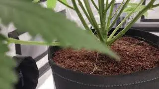 Day 42 update