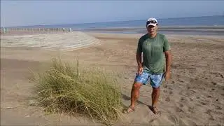 PLANTS OF OMAN - Halopyrum mucronatum (salt-tolerant dune coloniser)