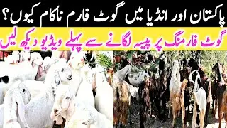 Why Goat Farm Fails In Pakistan India Goat Farming Practicle Feasibility || Global Village Farming