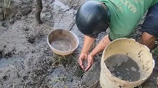 TA67 ||| Nắng nóng cá rô đồng con gom xuống không kịp ch.ết thấy tội (T5) 