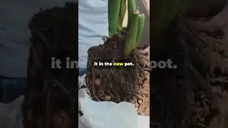 Quick & Easy Repotting Tips! #gardeninghacks #gardeningtips #plantingtips #garden #gardeningideas