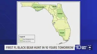 First black bear hunt in Florida in 10 years will begin this weekend