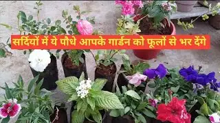 सर्दियों में ये पौधे आपके गार्डन को फूलों से भर देंगे l Winter Flowering plants.