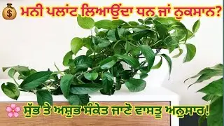 👉 ਮਨੀ ਪਲਾਂਟ ਲਗਾਉਣ ਦੇ ਸੁੱਭ ਤੇ ਅਸ਼ੁਭ ਸੰਕੇਤ | ਘਰ ਵਿਚ ਧਨ ਤੇ ਖੁਸ਼ਹਾਲੀ ਦੇ ਵਾਸਤੂ ਰਾਜ਼