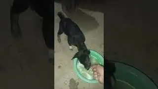 Viral video 2024#Best Animal #JOJo#All Family#shorts