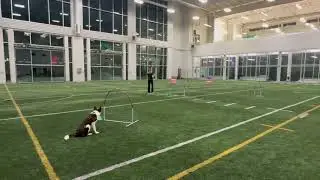 Ginny Cactus Novice Grounders - Rd 2
