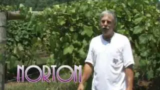 Belle Mount Vineyards