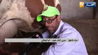 أم البواقي: تربية الأبقار الحلوب .. نشاط مراد المتوارث عن الأجداد