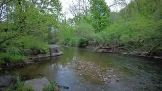 Discover Spencer Creek's Enchanted Trail: Nature's Hidden Gem in Dundas!