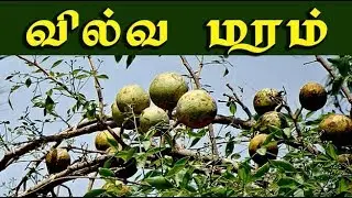 Aegle marmelos /   வில்வமரத்தின் வைத்தியம் /vilvamaram