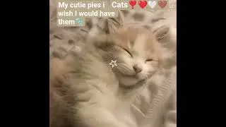 catsssss 🤎❤️🤍❣️❣️my cuta piesss