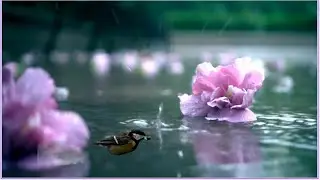 Sweet Night Relaxing Nature Sounds Relieving Stress Restore Nervous System Healing Music