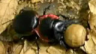 Amazing Insects Vol.6, No.2 : Ground Beetle