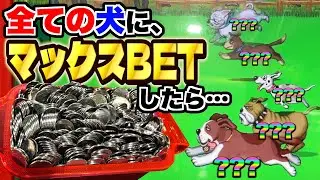 １０レース全ての犬たちにマックスBETしてみたらメダルは増えるのか検証した結果！！www【わんわんレース】【メダルゲーム】