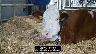 Velf&aelig;rd i kv&aelig;gstalden - Behandling af syge og tilskadekomne k&oslash;er
