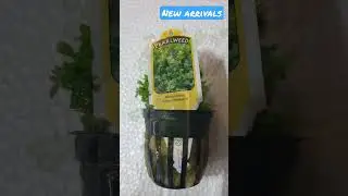 New Plant Arrivals! #plants #aquarium #aquascape #aquascaping #plantedtank #freshwater #fish #shrimp