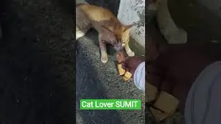 #cat #vet #angrycat#cathealth#cats#cutecats#catvlogs#catvideos#catlife#catlover#catvaccination#