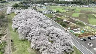 桜,2023、Cherry Brossom,2023