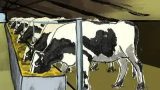 Cow Digestion